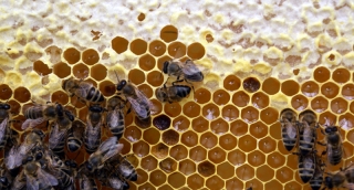 Honigwabe mit verdeckelten Zellen